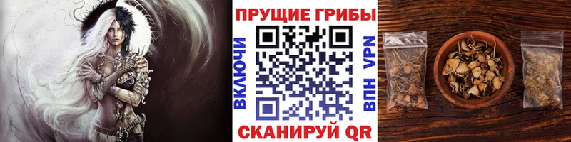 где можно купить наркотик  гидра вход  Псилоцибиновые грибы MAGIC MUSHROOMS  Змеиногорск 